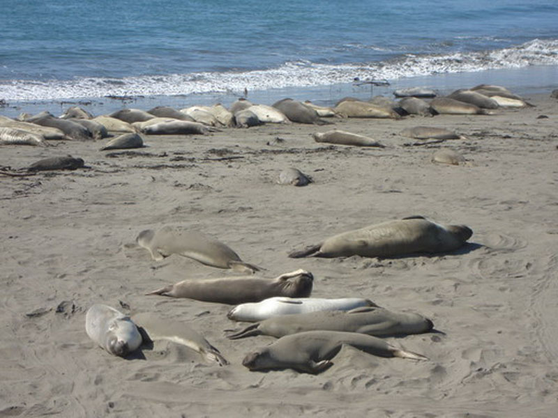 Elephant seals 摄影 larry1943