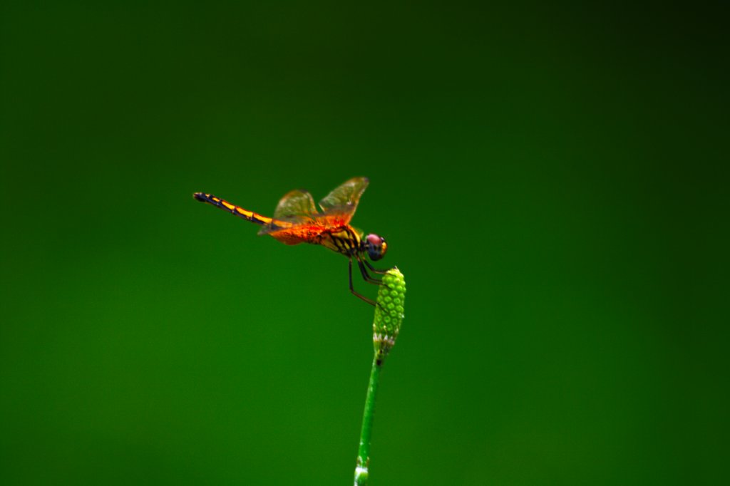 蜻蜓 摄影 BenjaminGao