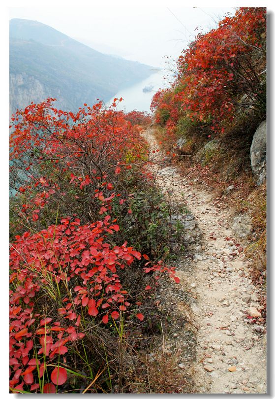 三峡红叶----秋之路 摄影 摄途