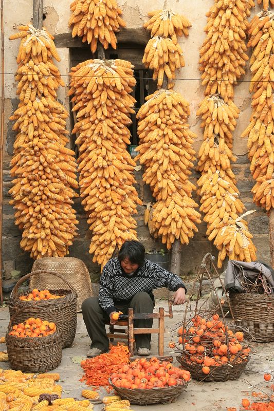 秋入农家 摄影 行摄无际