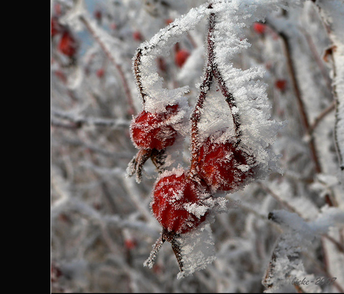 雪里红 摄影 长春别克