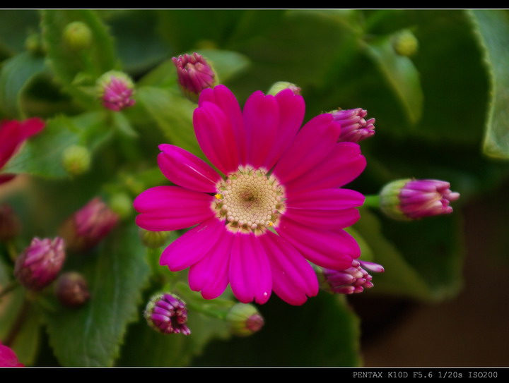 小菊花 摄影 品感