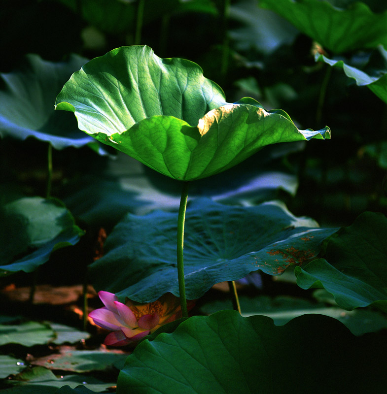 红花绿叶(3)2007心荷(3) 摄影 火飞狐