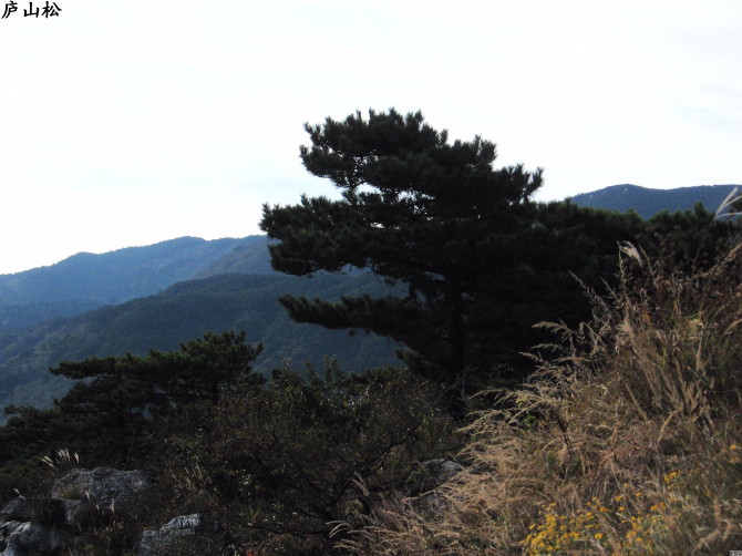 风景庐山 摄影 小大人