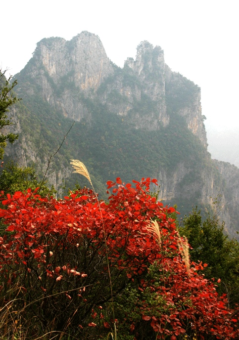 秋风拂叶仙峰秀 摄影 巫峡江边人