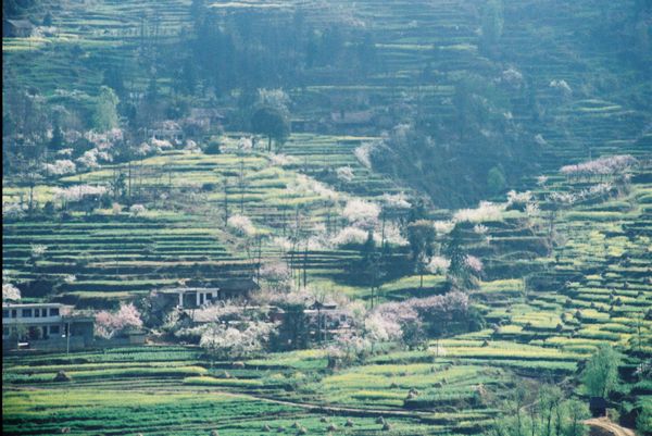 鲜花盛开的村庄 摄影 天方地圆