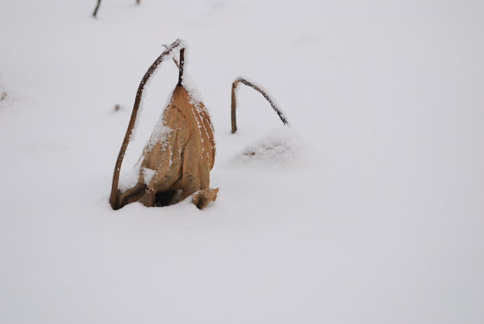 雪中残荷 摄影 minghsing