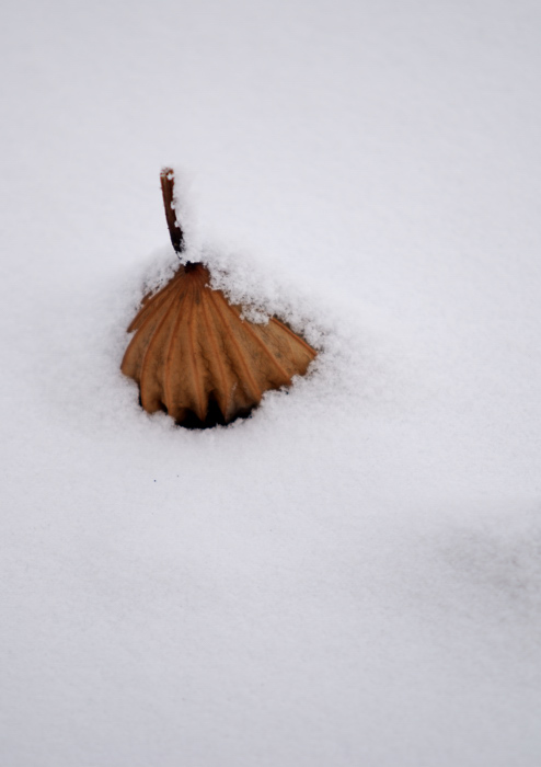 雪中残荷 摄影 minghsing