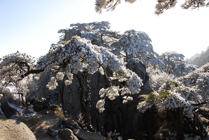 傲雪 摄影 黄山根宝