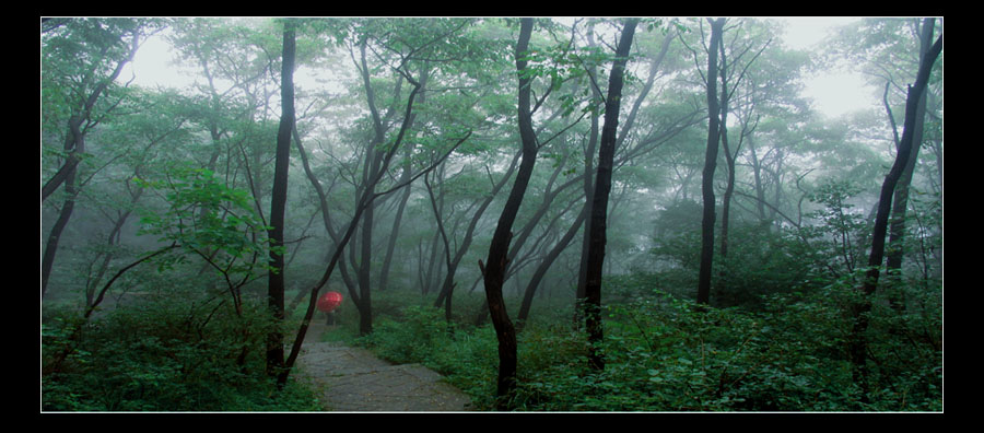 蒙山雨林 摄影 胡子大叔