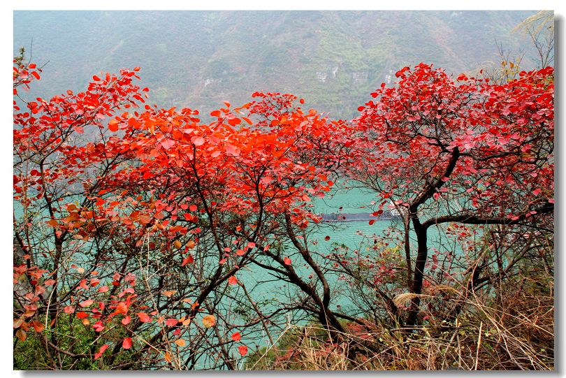 三峡红叶------浪漫 摄影 摄途