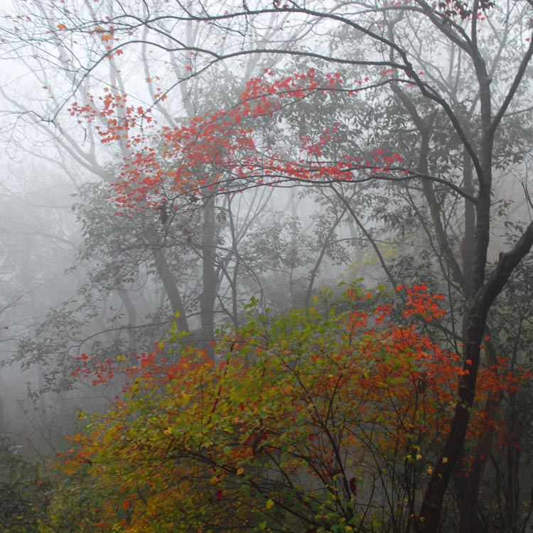 秋雨霏霏 摄影 花山大盗