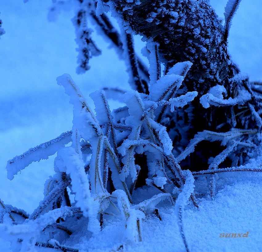 雪之韵 摄影 阿东哥