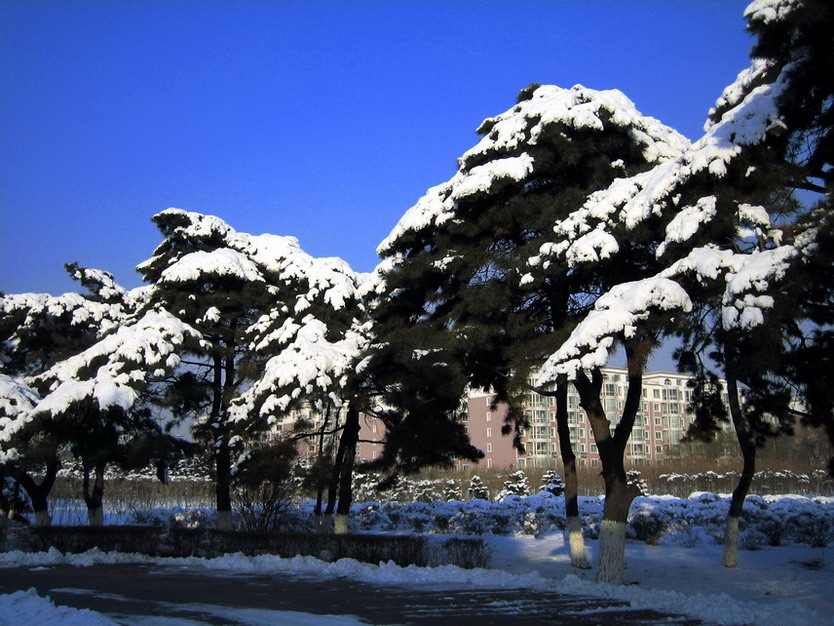 大雪压青松 摄影 自由战士