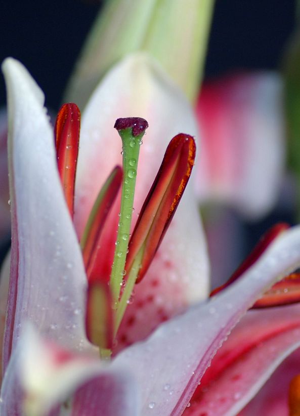 花芯 摄影 pajarito