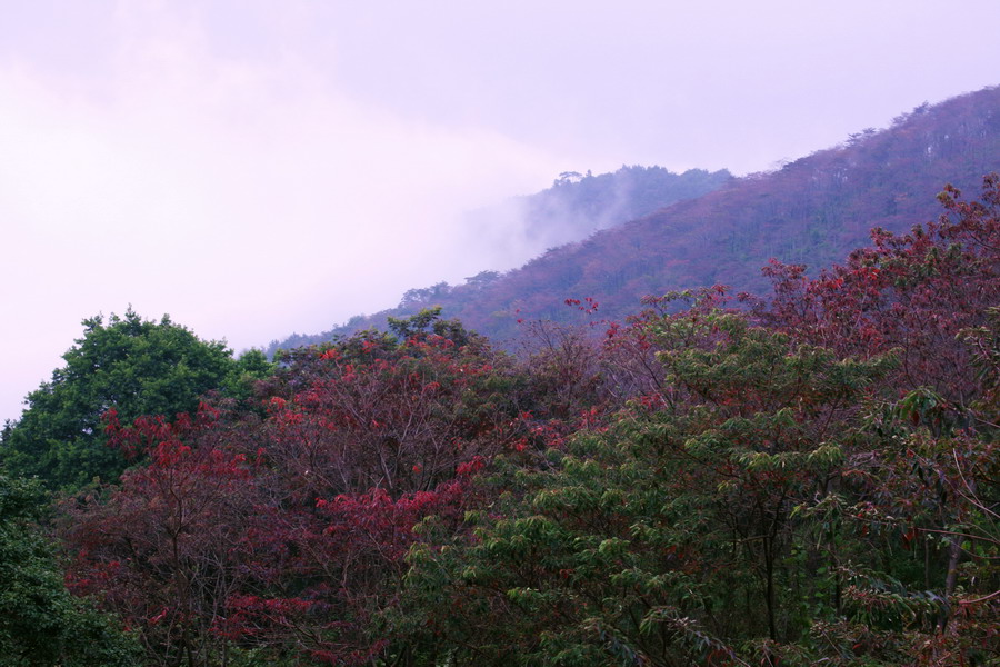 层林尽染 摄影 拂花弄影