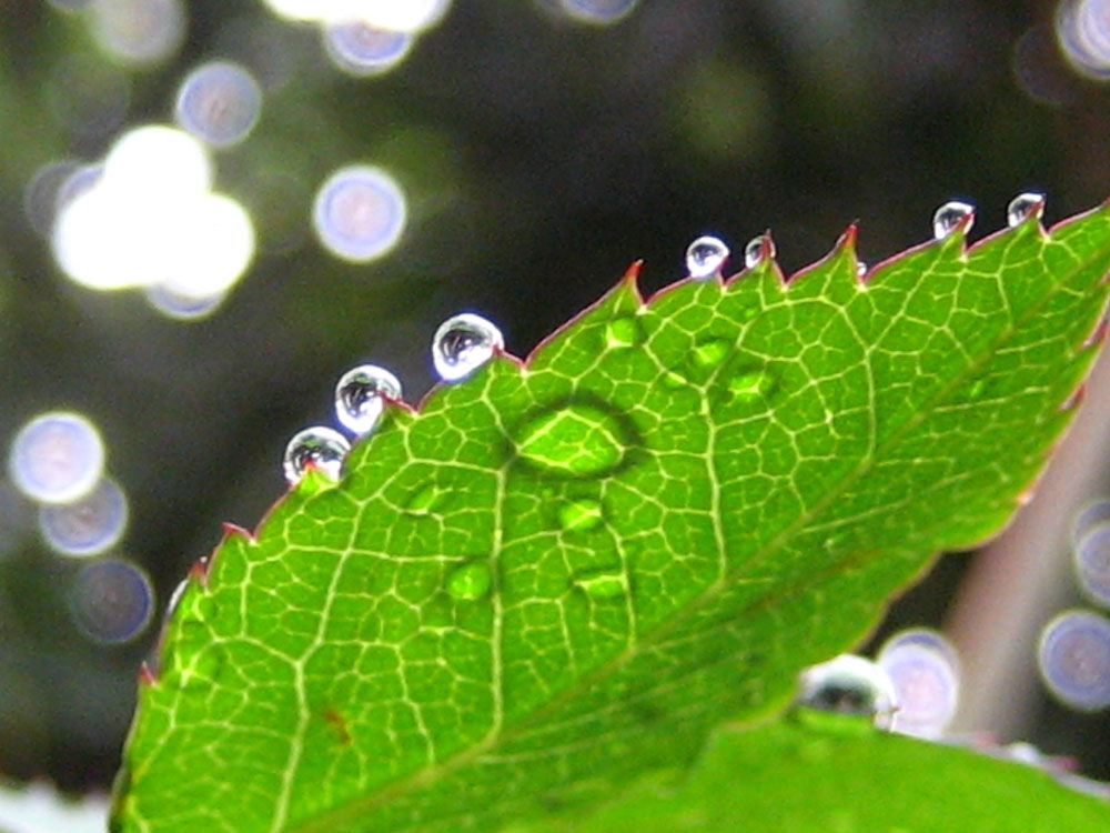 雨滴 摄影 黎老太