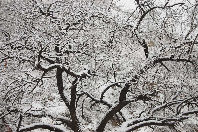 瑞雪兆丰年 摄影 寒萧