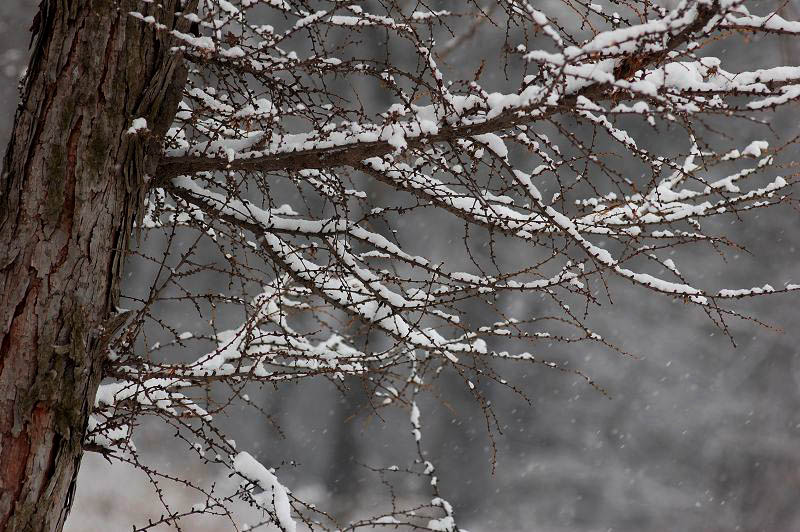 好大的雪 摄影 一声惊雷