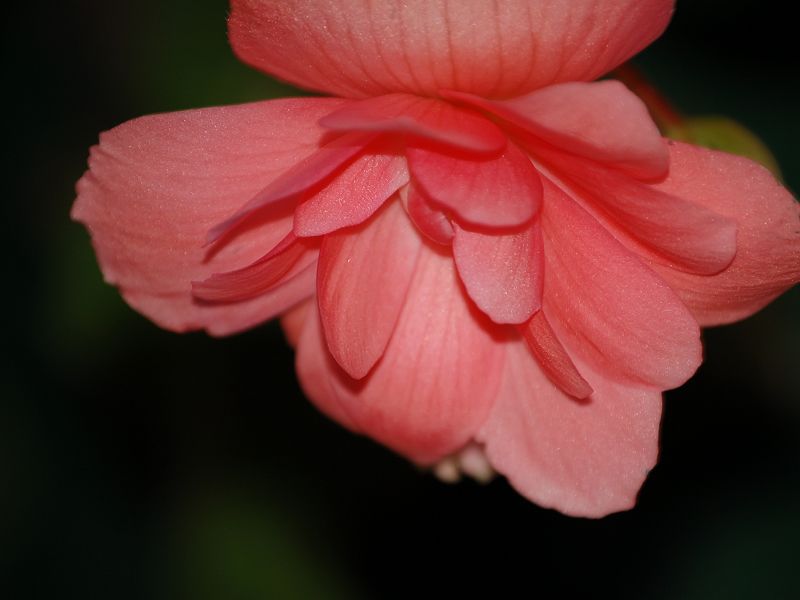 花卉 摄影 枫叶飞舞