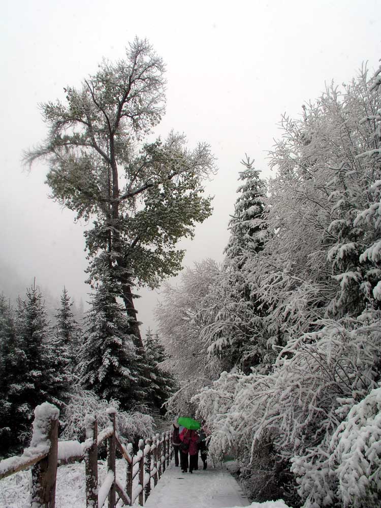 九寨沟（原始森林雪景） 摄影 苏小舟