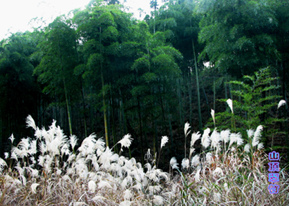 山顶翠竹 摄影 钟鸣