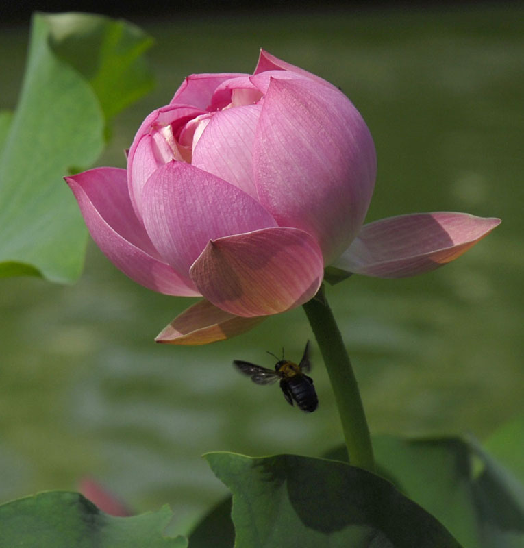 招蜂 摄影 梦杳