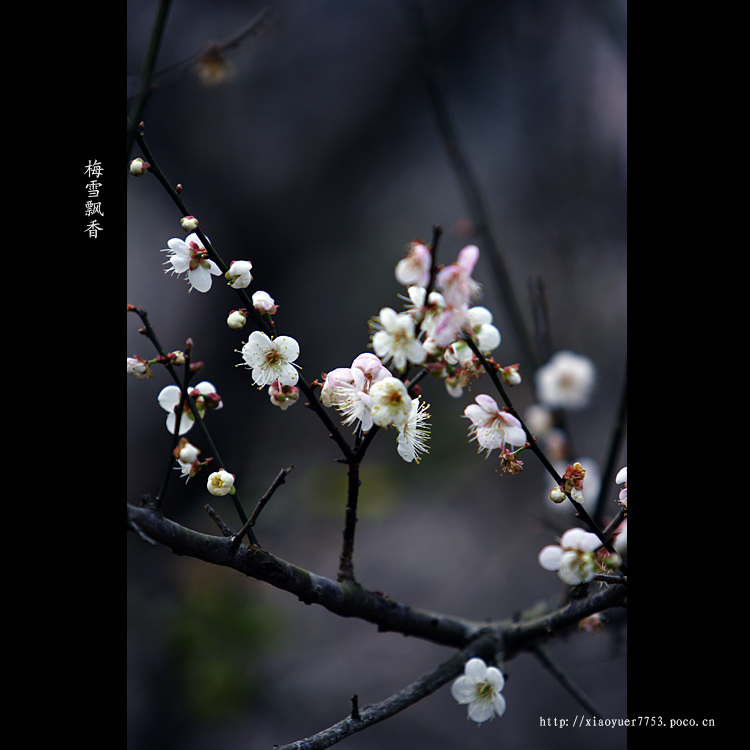 梅花弄 摄影 小鱼儿7753