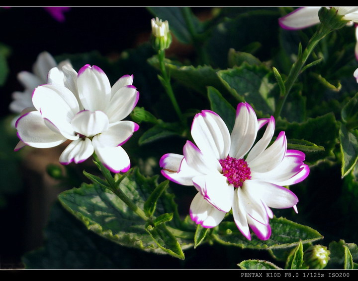 小菊花 摄影 品感