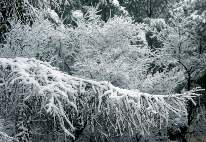 瑞雪迎丰年 摄影 贾广顺