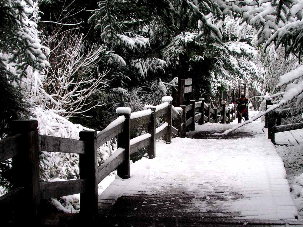 九寨沟（原始森林雪景） 摄影 苏小舟