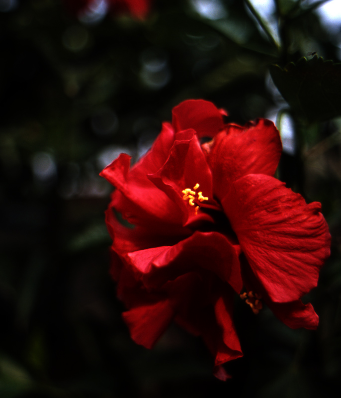 扶桑花 摄影 简单a平常