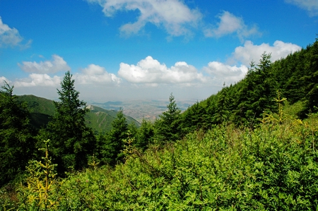 六盘山林海 摄影 贺兰青峰