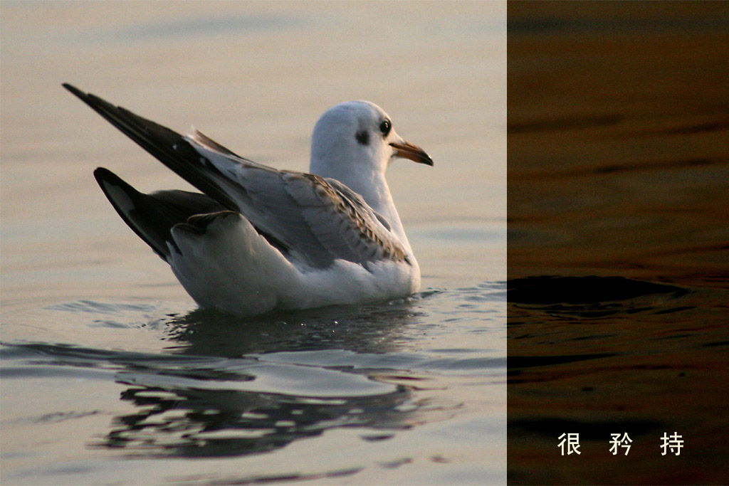 《海鸥》很矜持 摄影 lqd