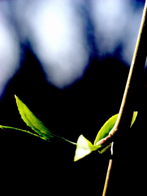 破茧 摄影 雨伞里的雨季