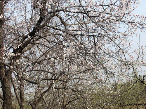 无题 摄影 花谢花飞