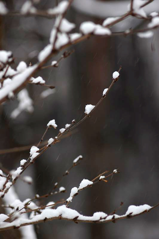 好大的雪2 摄影 一声惊雷