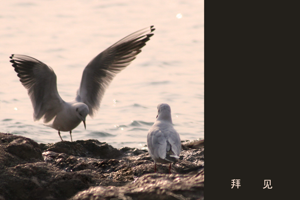 《海鸥》拜见 摄影 lqd