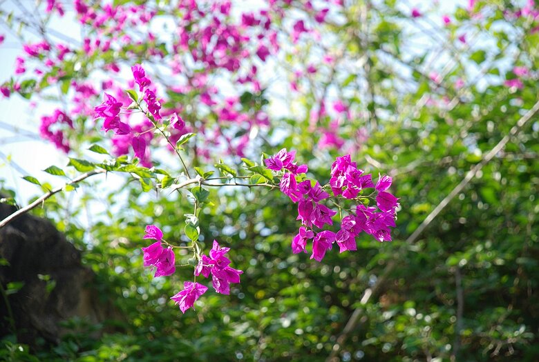 三亚市花三角梅 摄影 亥老二