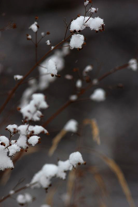 雪绒花 摄影 一声惊雷