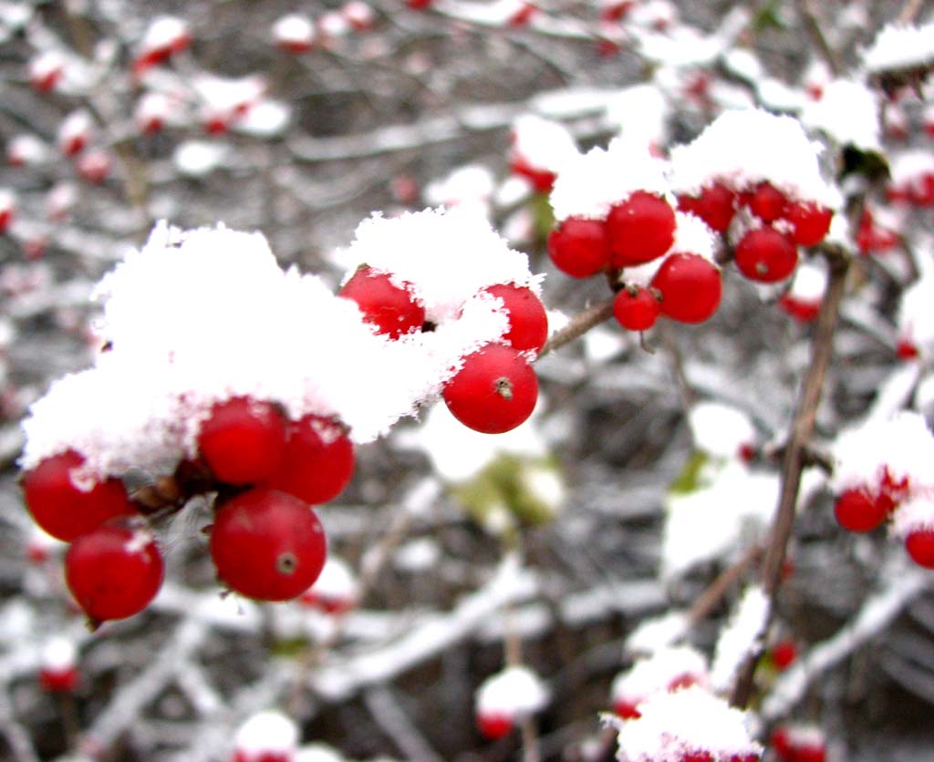 初雪 摄影 行色万物