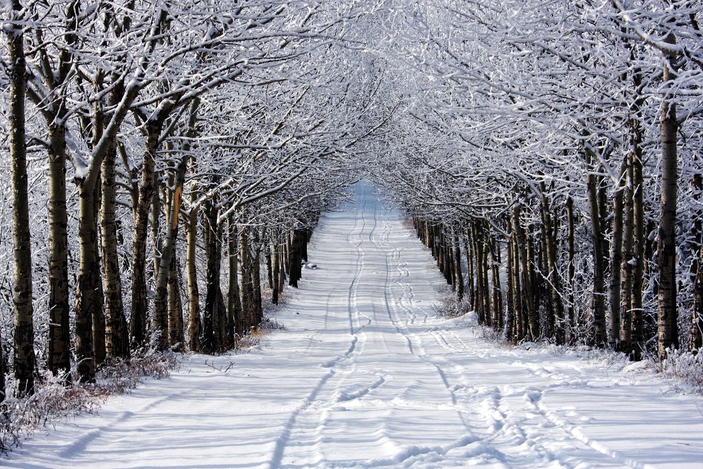 织雪 摄影 七月虎