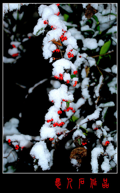 雪里红 摄影 愚人石