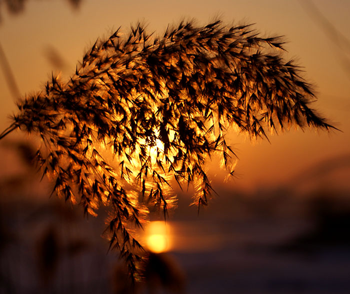 夕阳芦花 摄影 学君