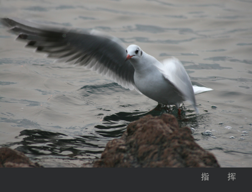 《海鸥》指挥 摄影 lqd