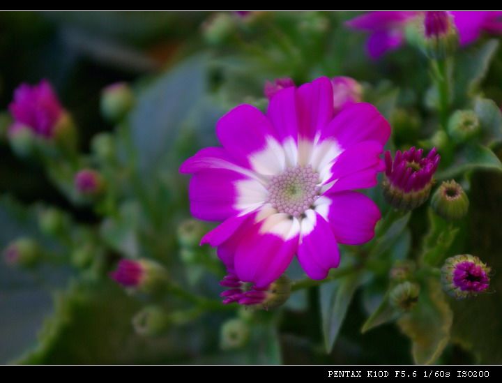 小菊花 摄影 品感