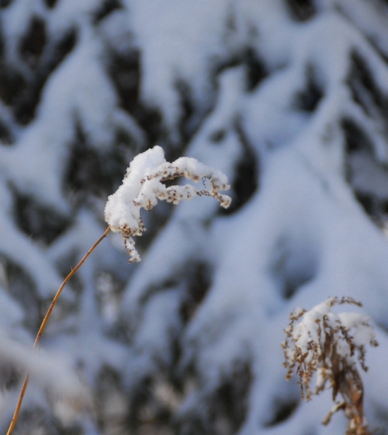 雪绒花 摄影 fengyutan