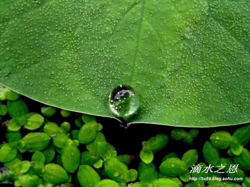 滴水之恩 摄影 白雪摄