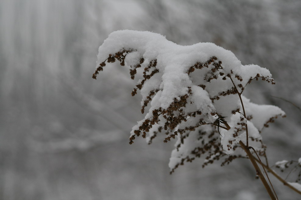 雪景 摄影 城市牧人