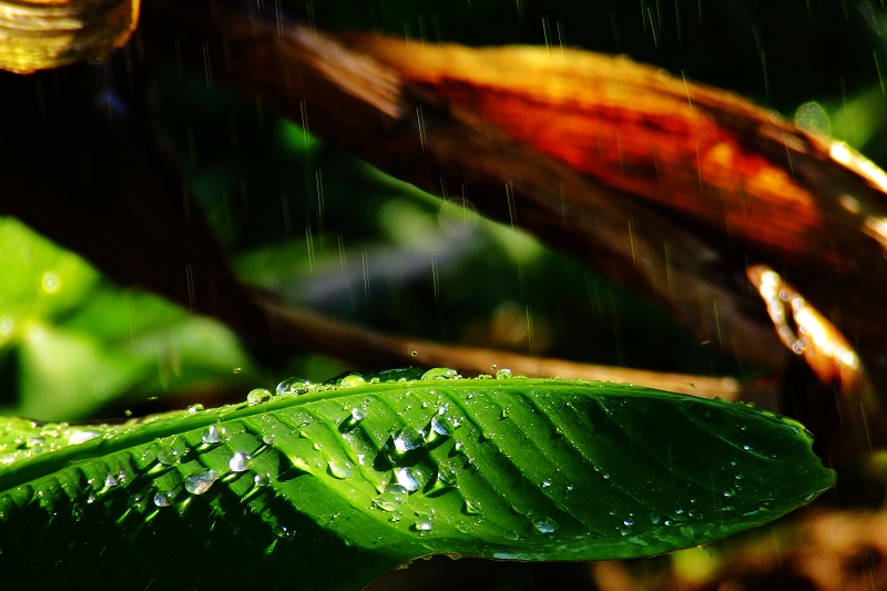 "雨打琵琶" 摄影 andymrain